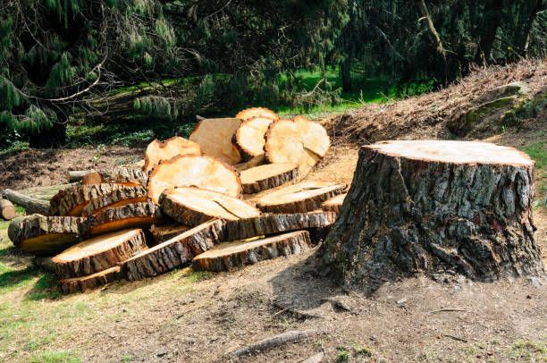 How Our Tree Care Process Works  in  West Van Lear, KY